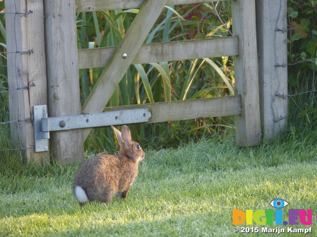 FZ019337 Wild rabbit in morning dew